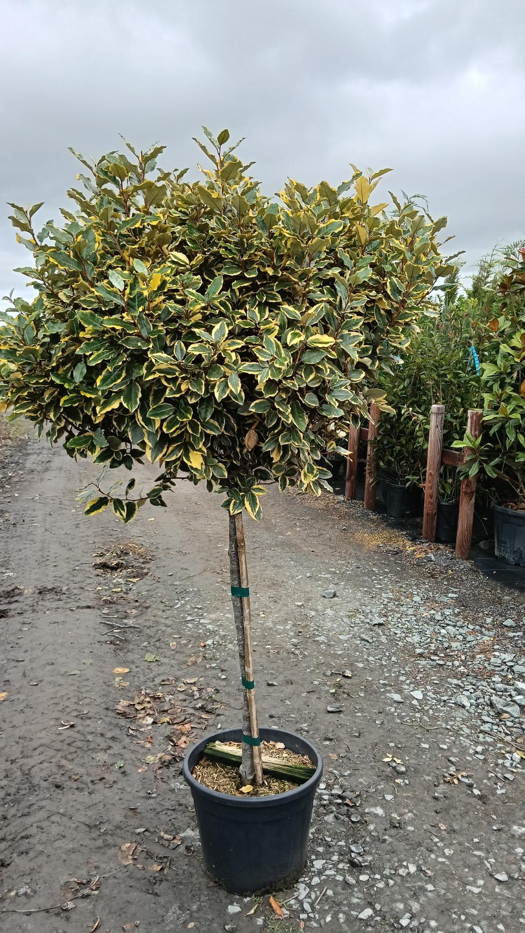 Elaeagnus ebbingei 'Gilt Edge' 1/2 std -80-100cm clear stem