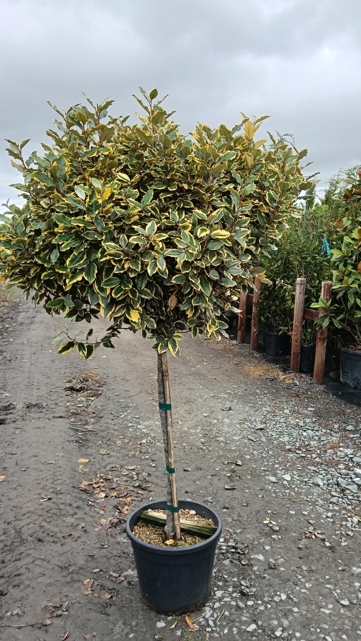 Elaeagnus ebbingei 'Gilt Edge' 1/2 std -80-100cm clear stem