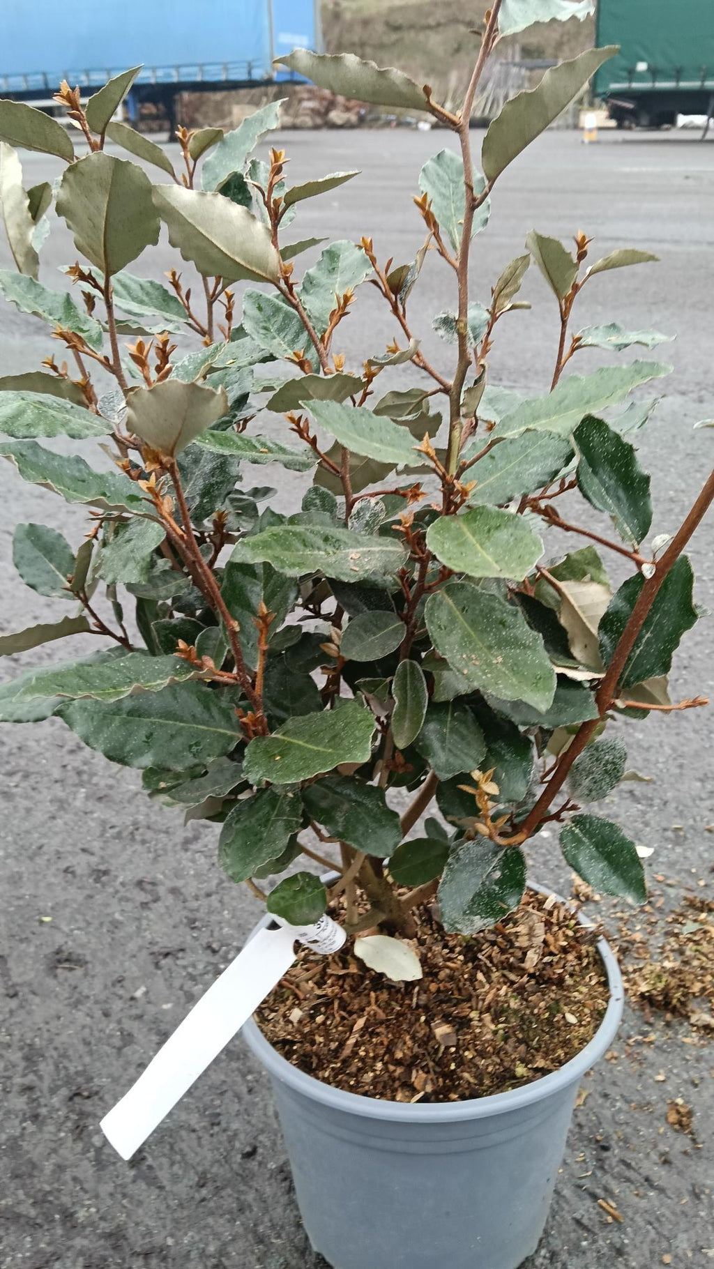 Potted plant with a label on a concrete surface