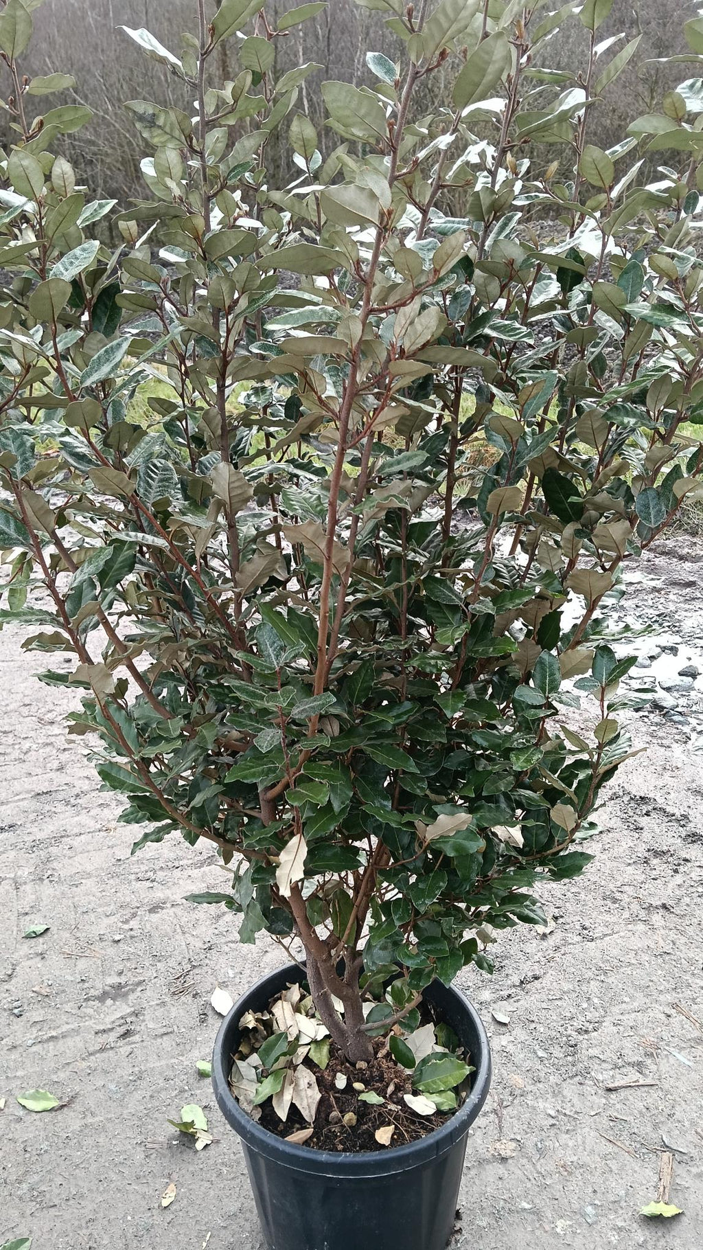 Potted plant with green leaves on a gray ground