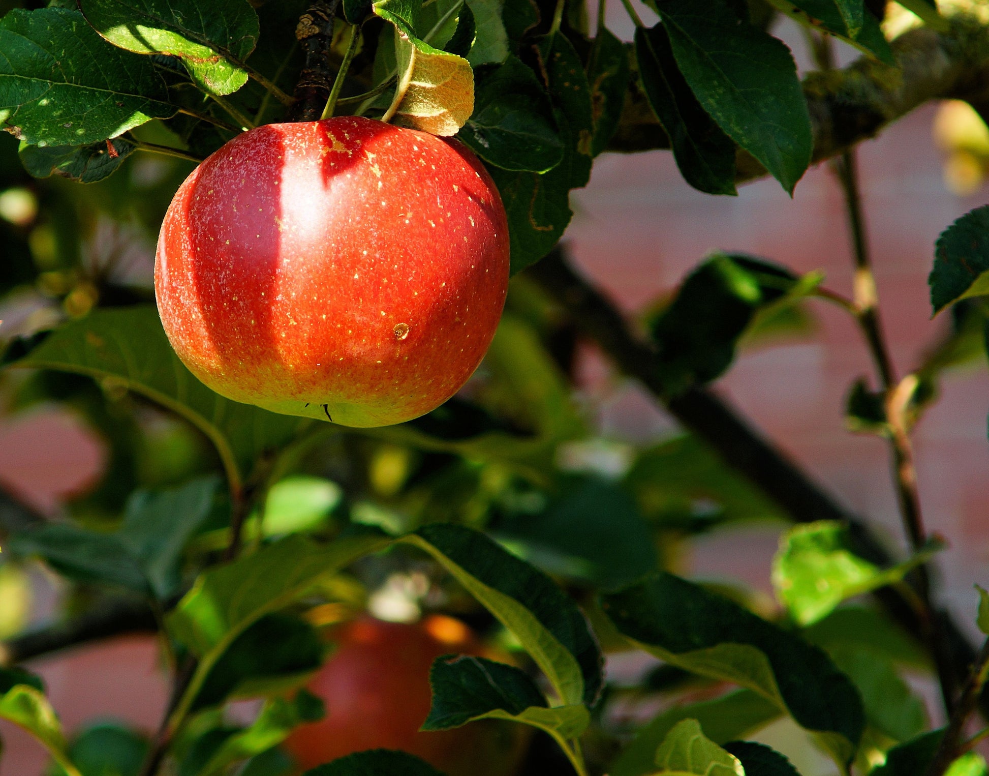 Malus domestica 'Elstar' -10L pot-120-150cm