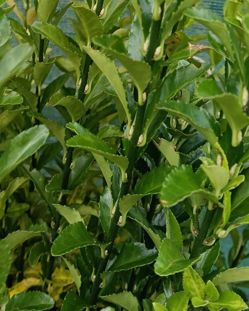 Close-up of a green leafy plant with a blurred natural background