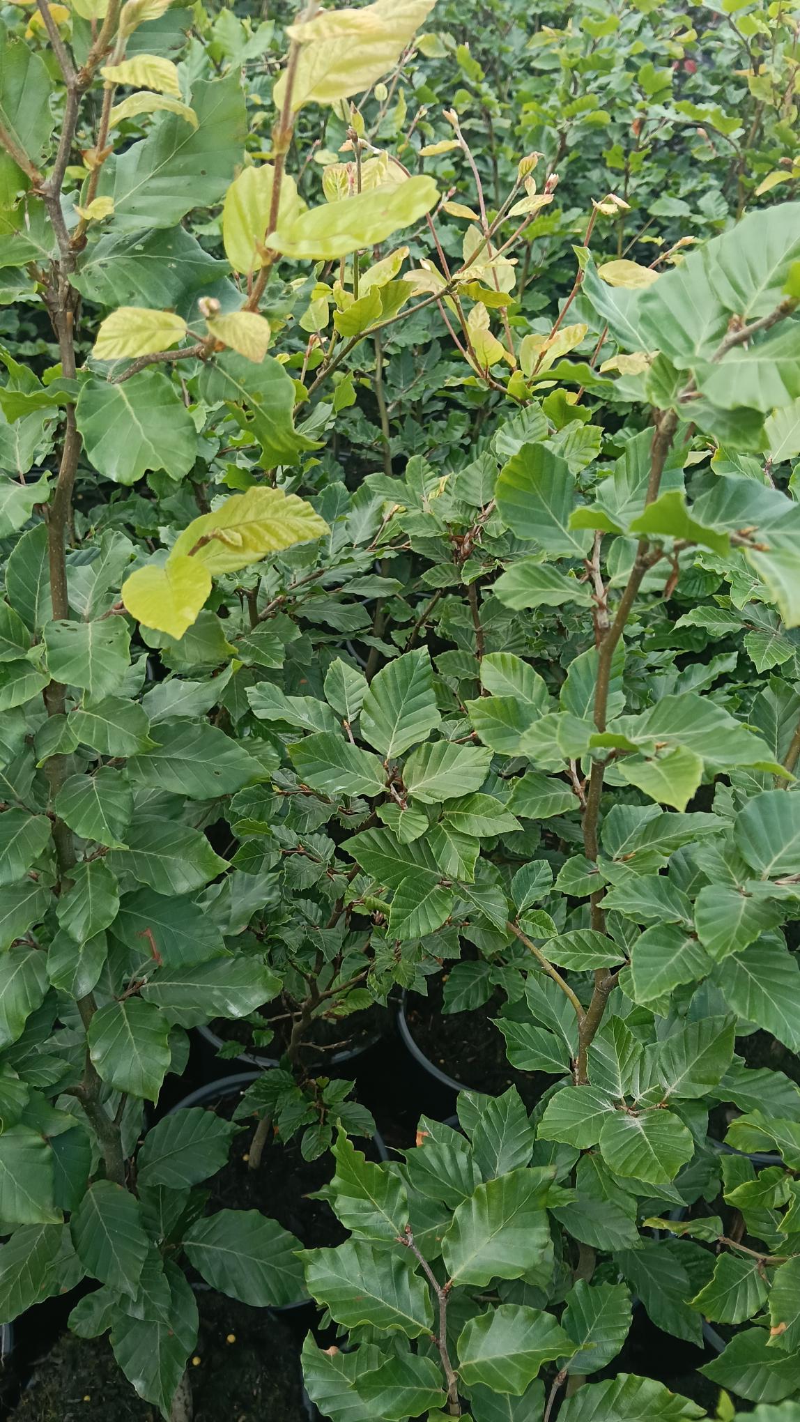 Fagus sylvatica (Green Beech) Potted