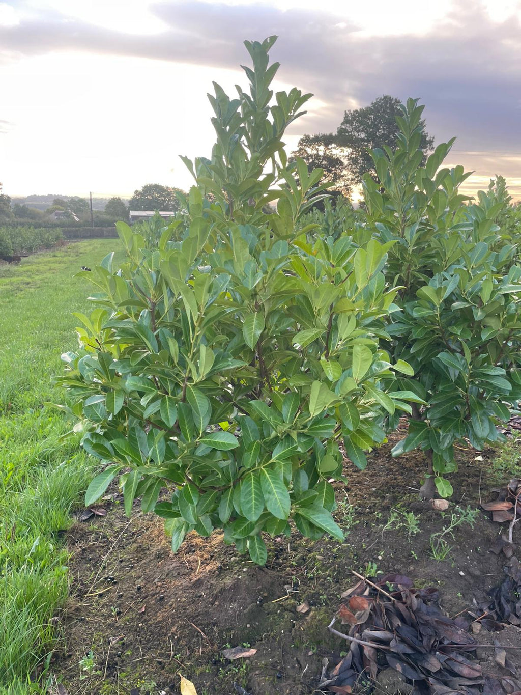 Prunus laurocerasus (Cherry Laurel) - Rootballed