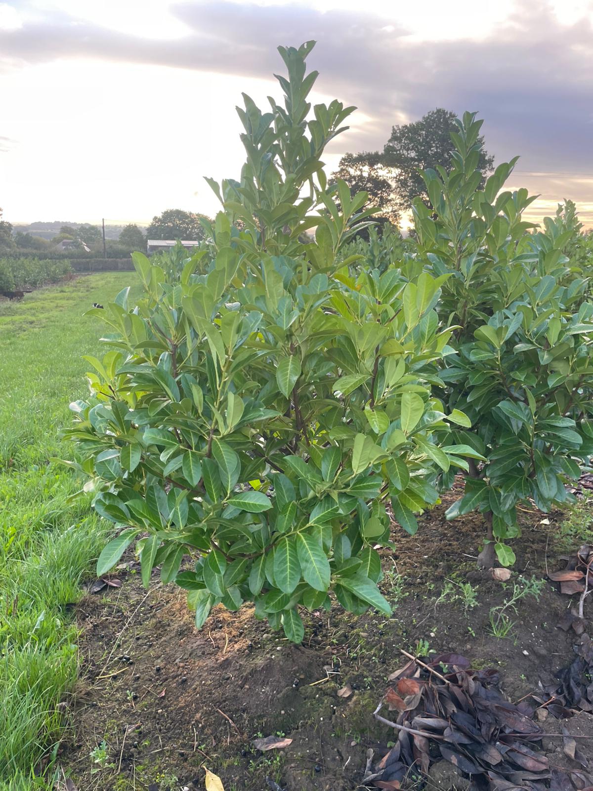Prunus laurocerasus (Cherry Laurel) - Rootballed