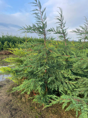 Tall coniferous tree with a clear sky background
