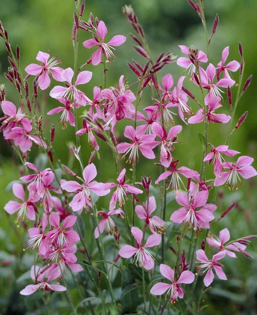 Gaura lind. 'Siskiyou Pink' - 2L pot