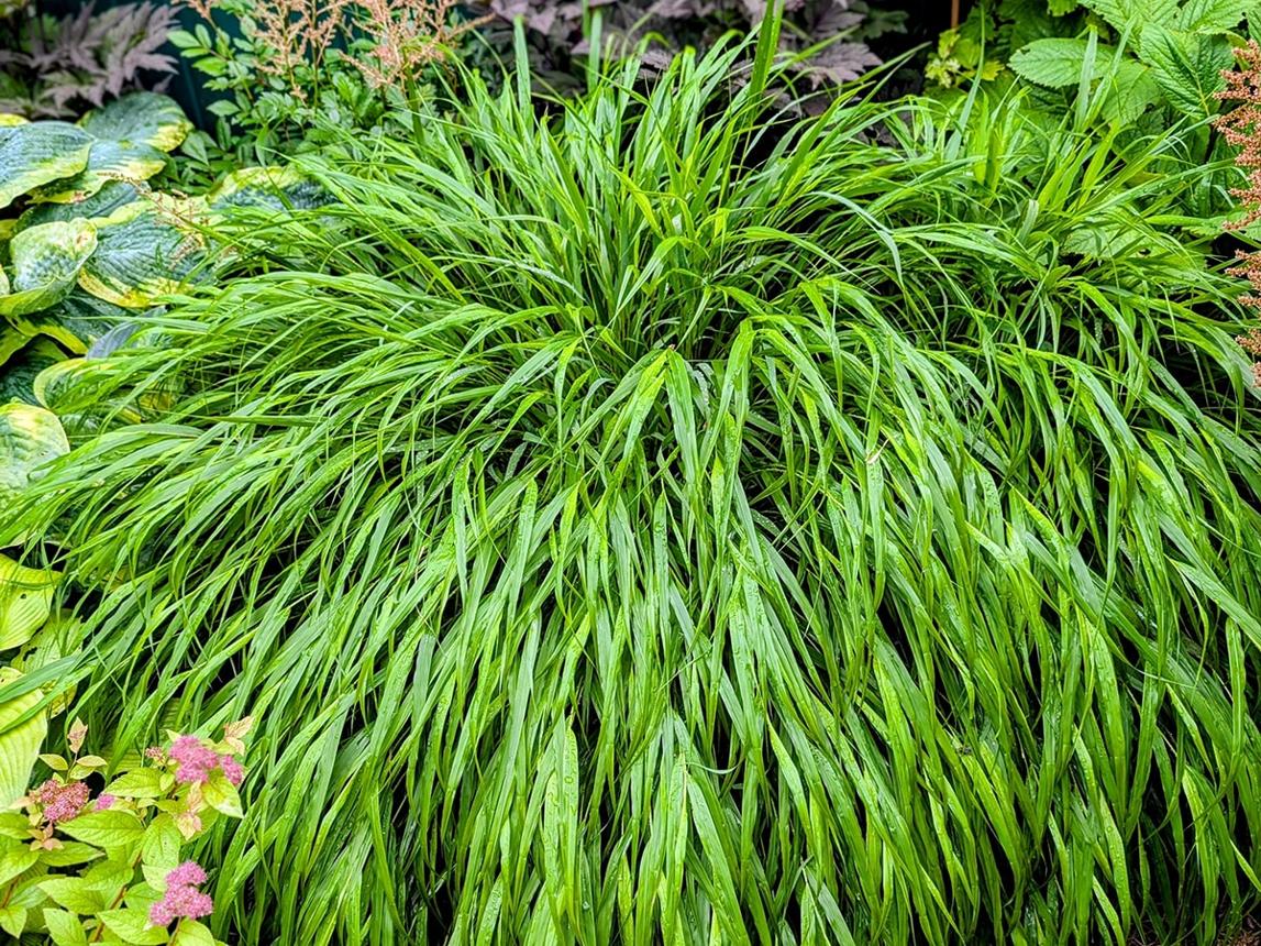 Hakenochloa macra (Hakone grass) - potted