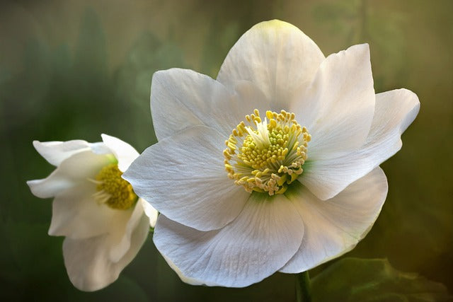 Helleborus orientalis