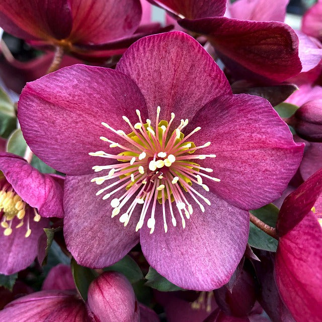 Helleborus orientalis