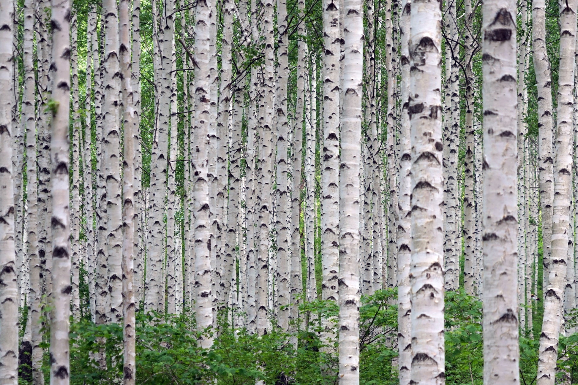 Betula utilis 'Jaquemontii' 10L pot-175-200