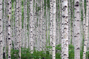 Betula utilis 'Jaquemontii' 10L pot-150-175cm
