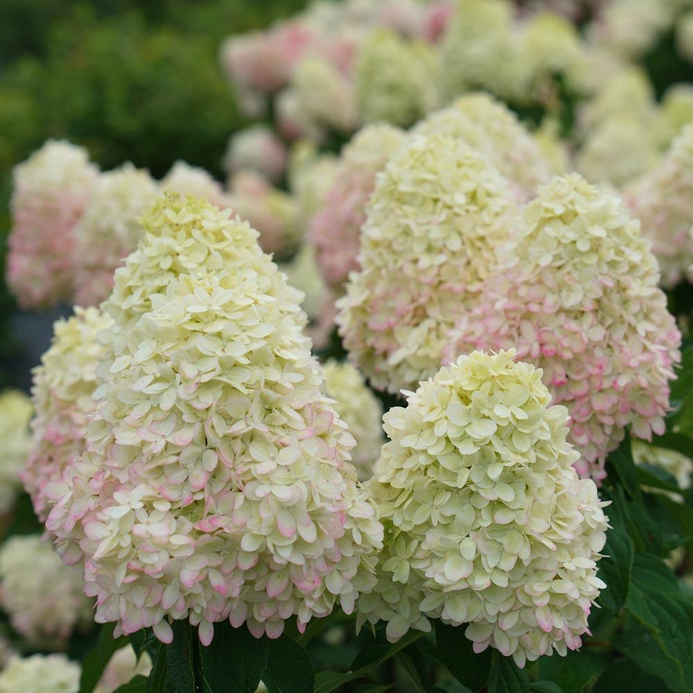 Hydrangea paniculata 'Limelight' -Potted