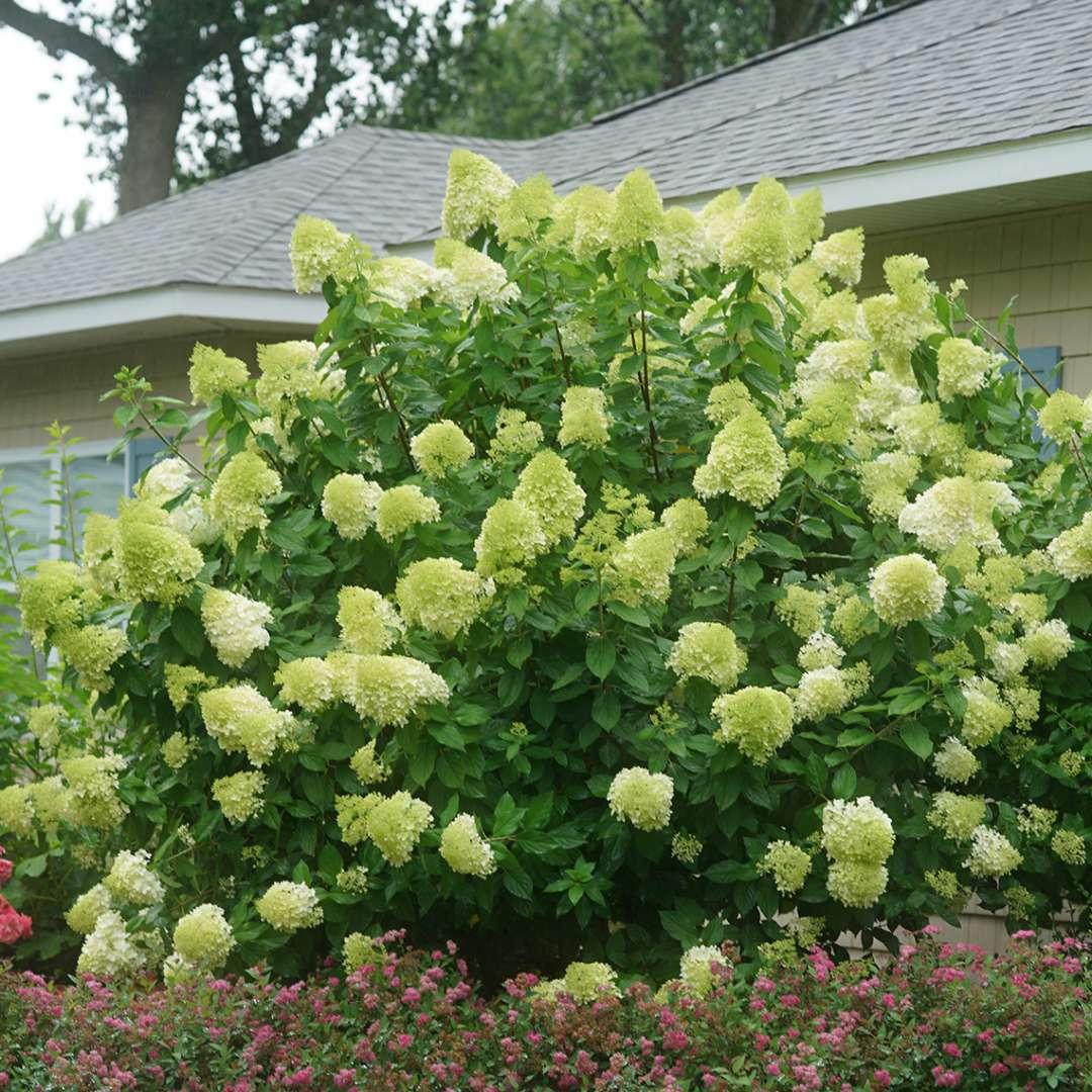 Hydrangea paniculata 'Limelight' -Potted