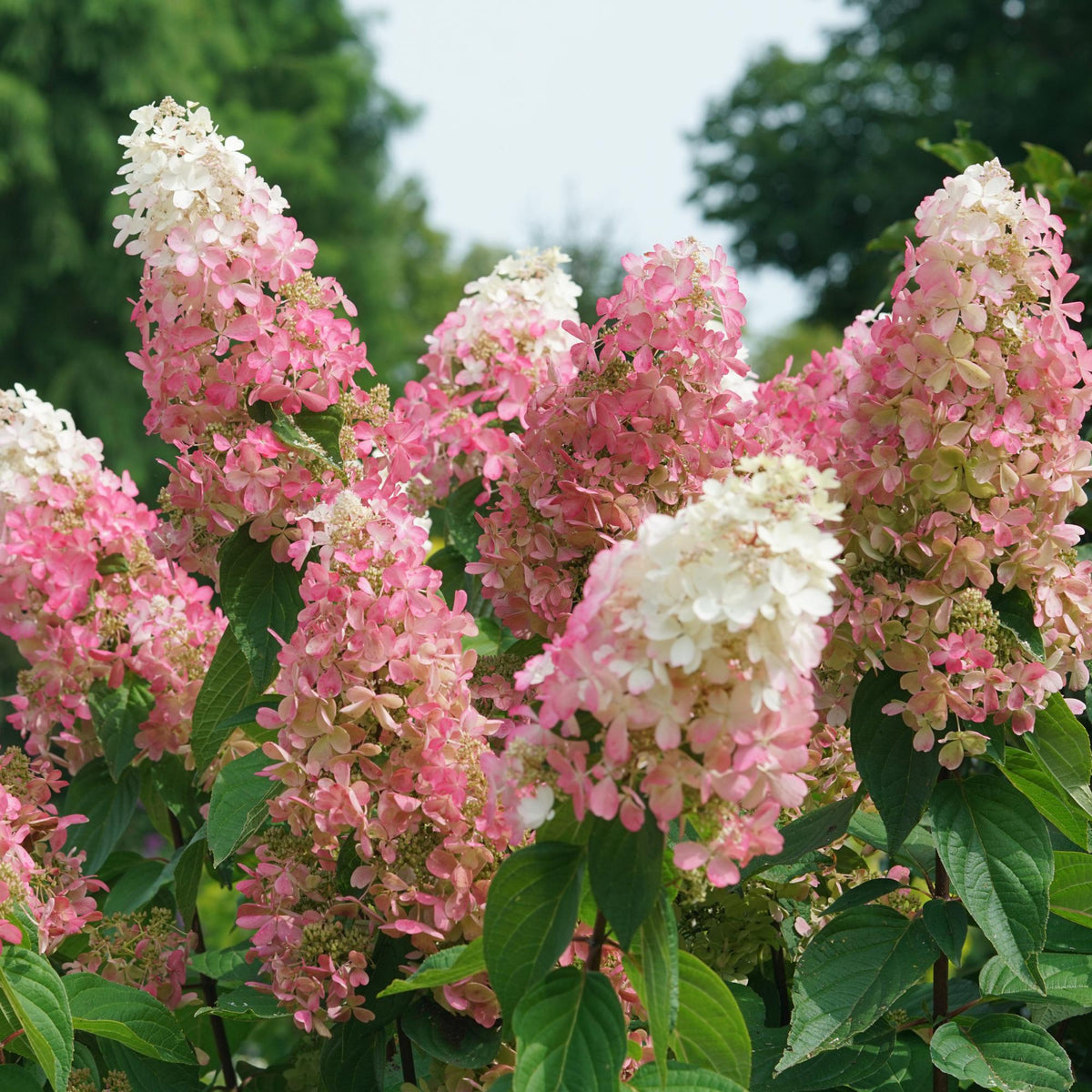 Hydrangea paniculata 'Pinky Winky' -Potted