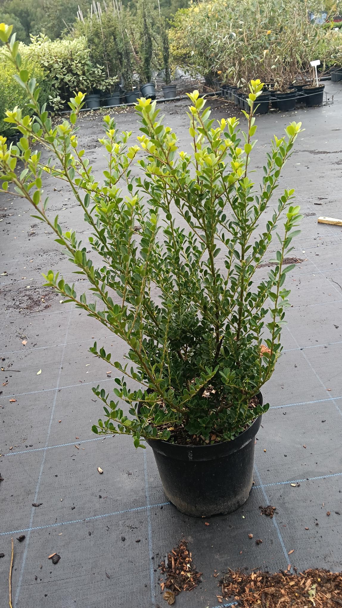 Ilex crenata 'Green Hedge' (Japanese Holly)-Potted