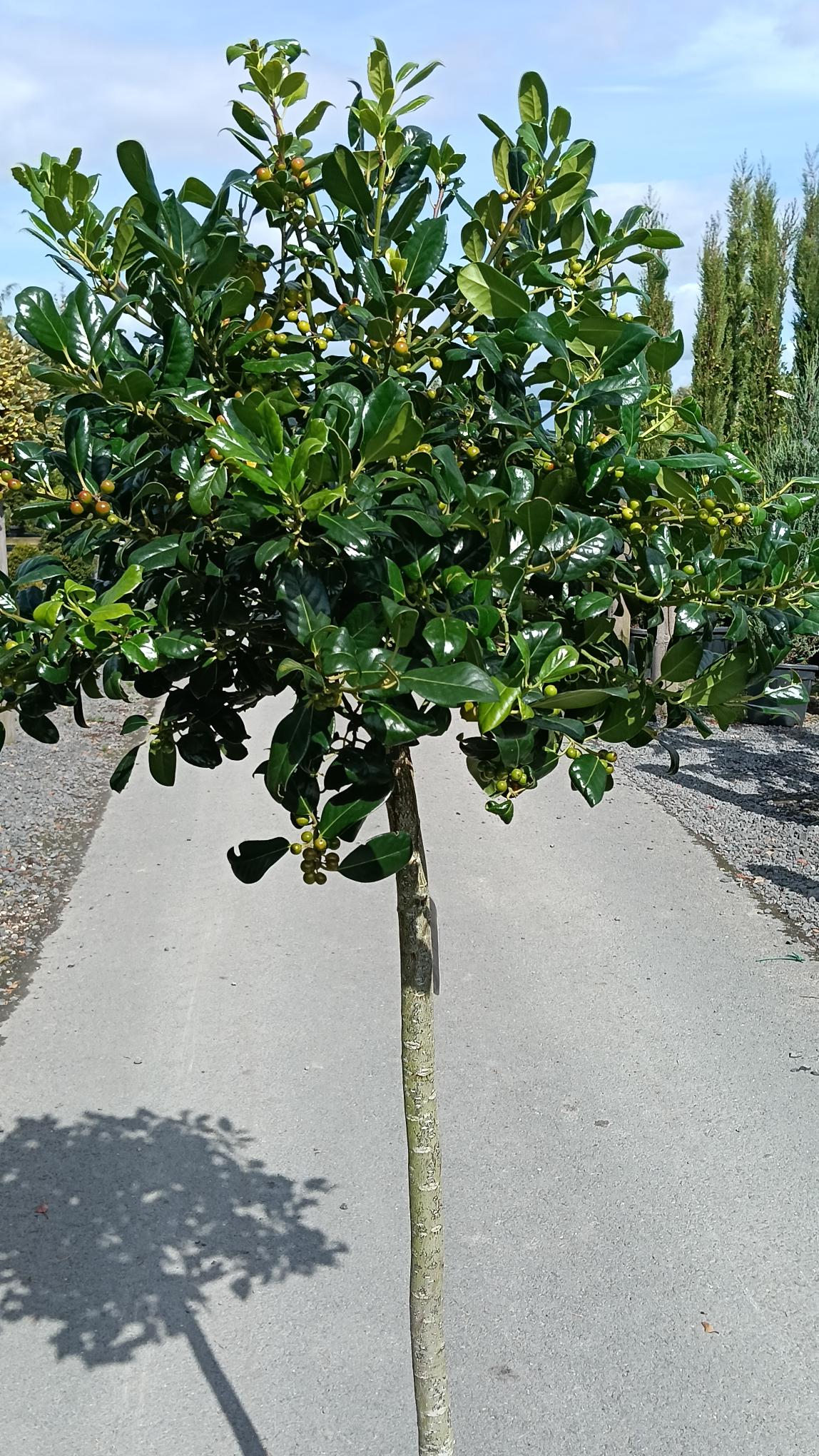Ilex aquifolium 'JC van Tol' - Half Standard