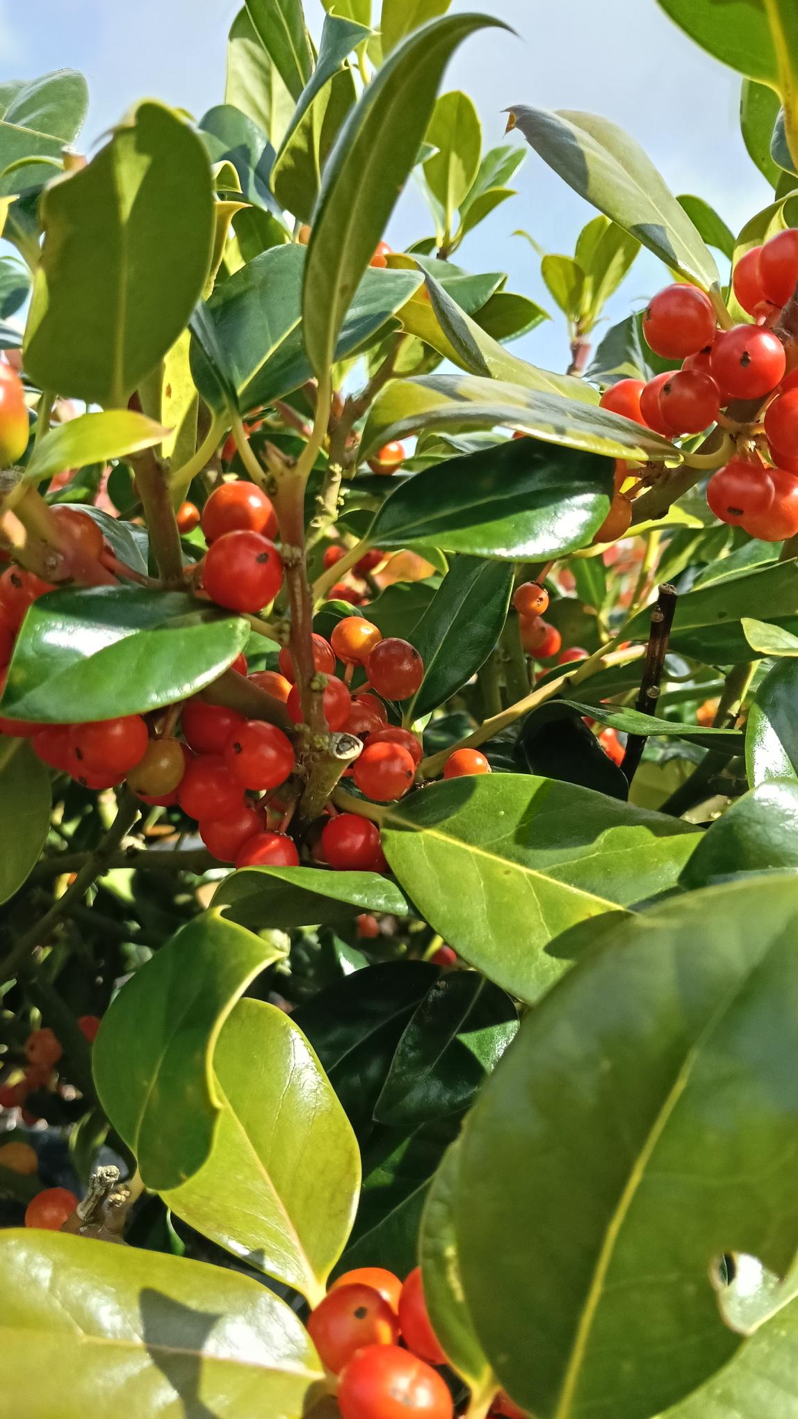 Ilex aquifolium 'JC van Tol' - Half Standard