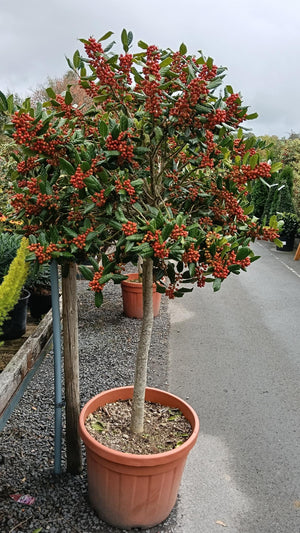 Ilex tree outside