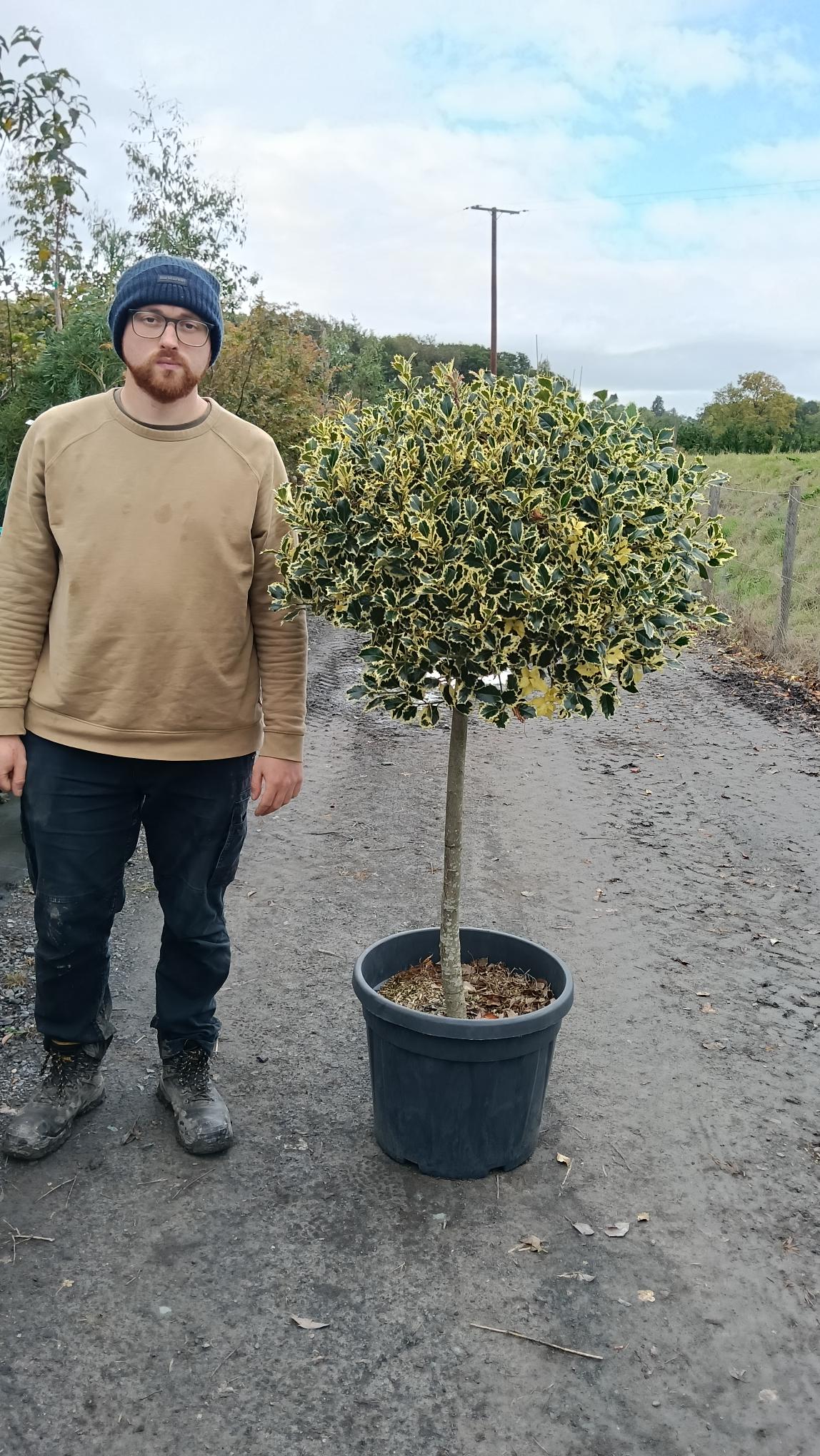 Ilex aquifolium 'Argentea Marginata' -1/2 std- 80-100 cm clear stem