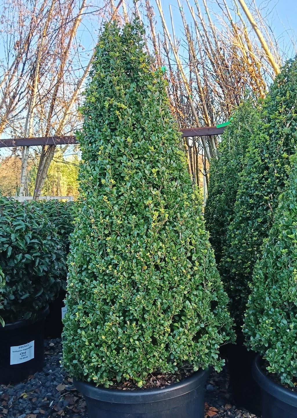 Ilex crenata Cone