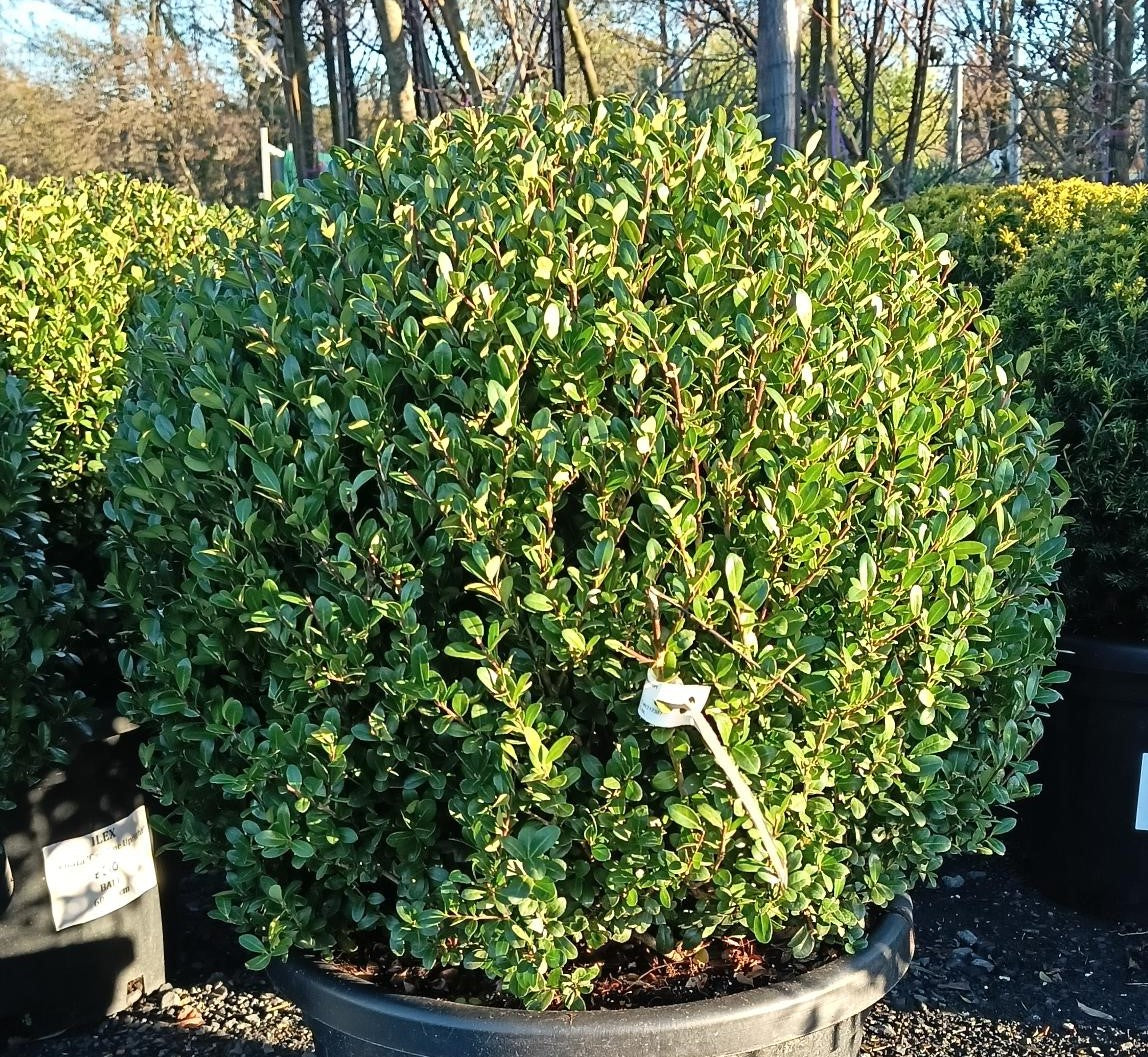 Ilex crenata (Japanese Holly)  - Ball