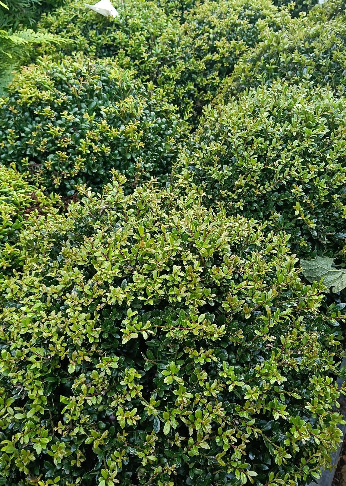 Ilex crenata (Japanese Holly)  - Ball