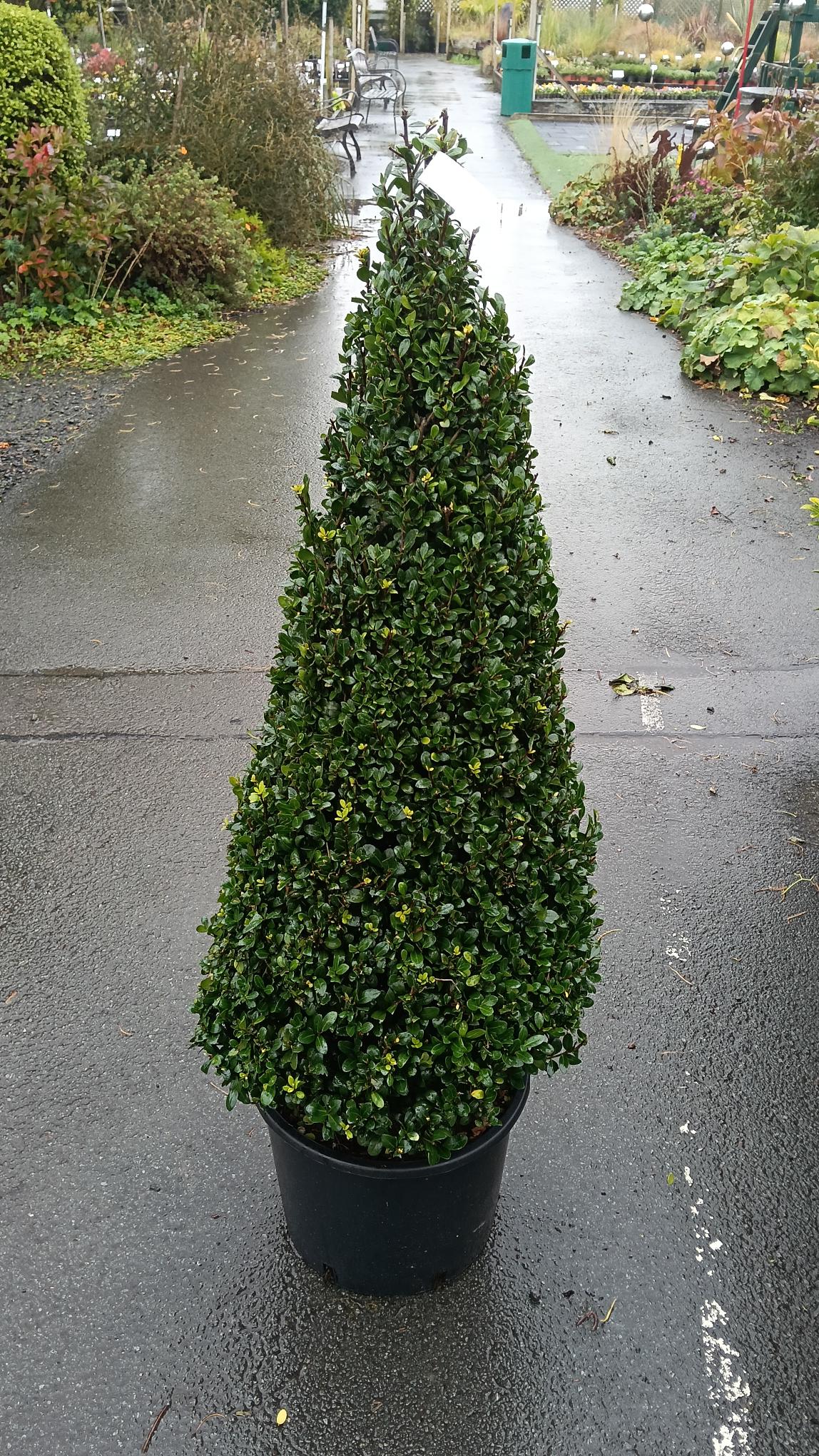 Ilex crenata Cone