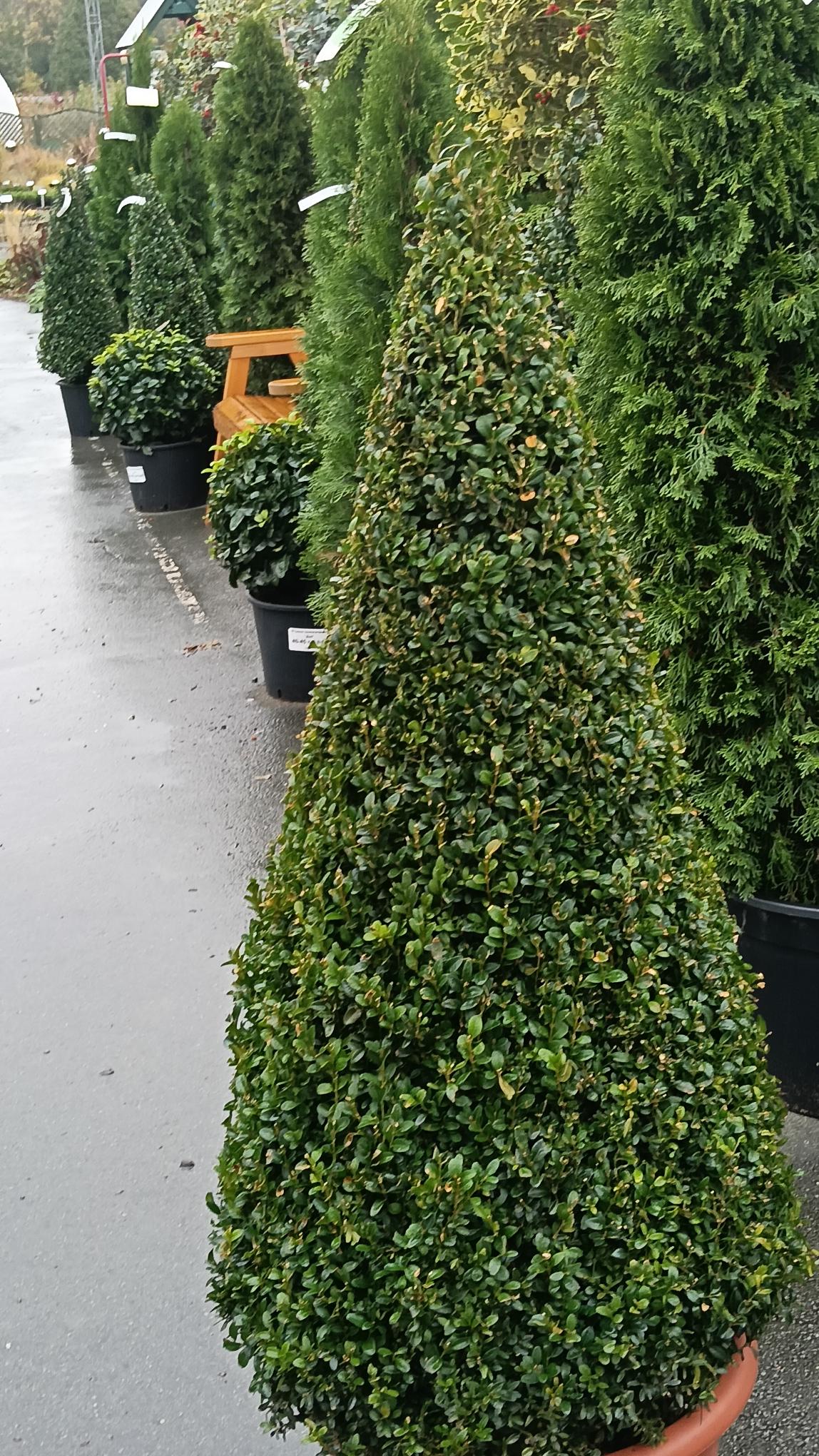 Ilex crenata Cone