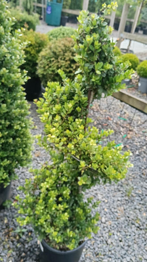 Ilex crenata Spiral (Japanese Holly)- 90-100cm