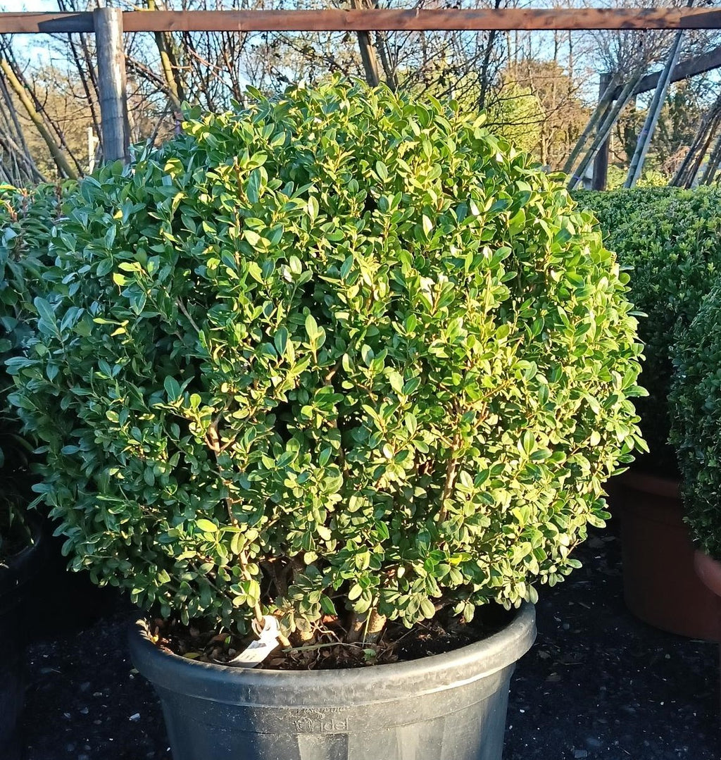 Ilex crenata (Japanese Holly)  - Ball