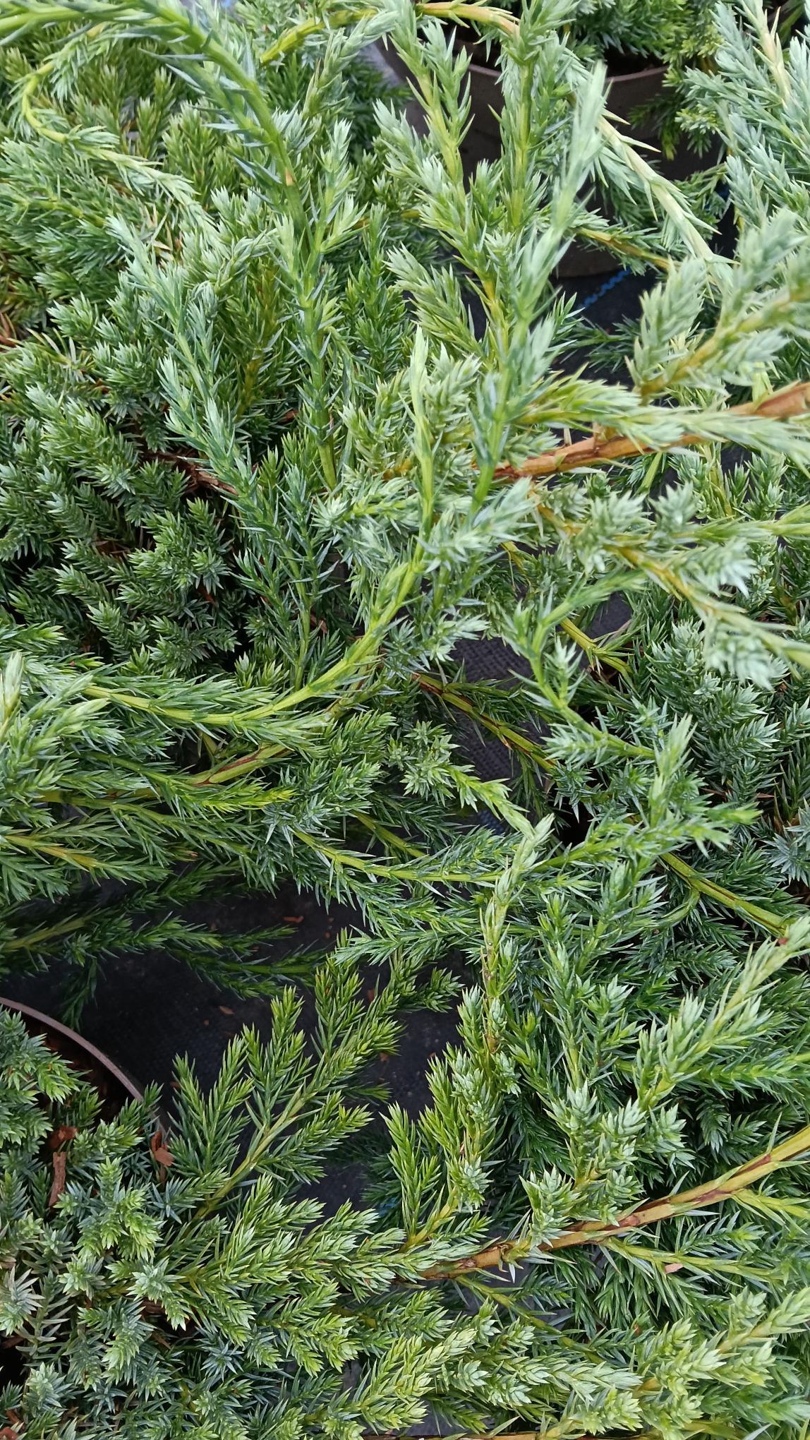 Juniperus squamata 'Blue Carpet' -Potted