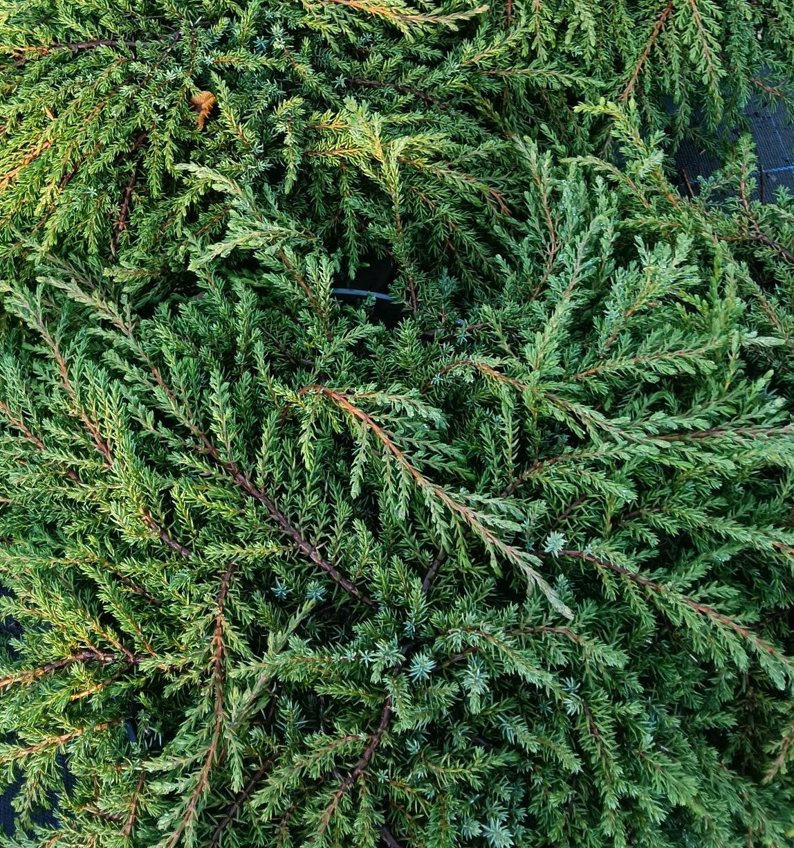 Juniper 'Green Carpet' - Potted