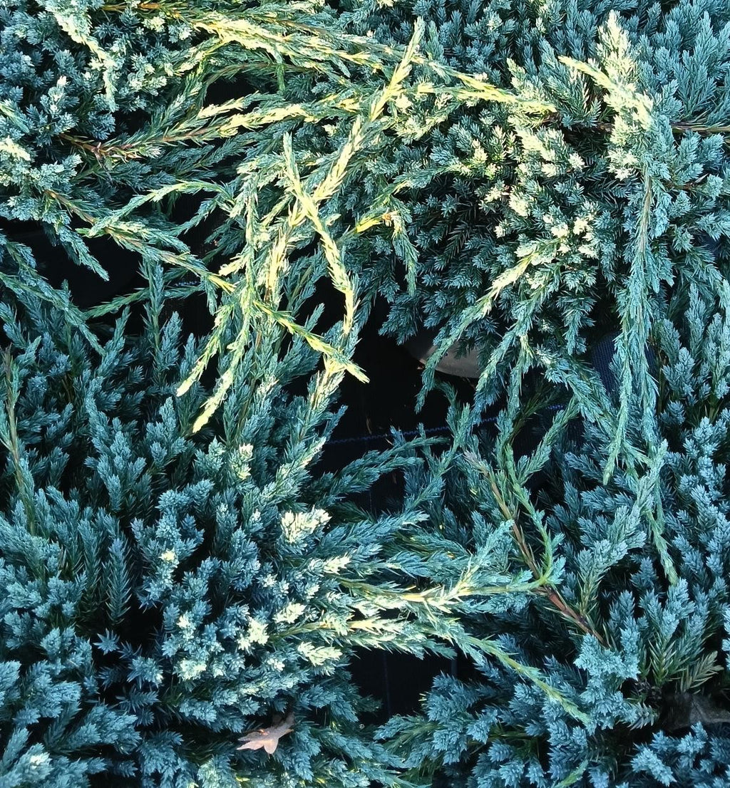 Juniperus squamata 'Blue Carpet' (Flaky Juniper Blue Carpet) -Potted