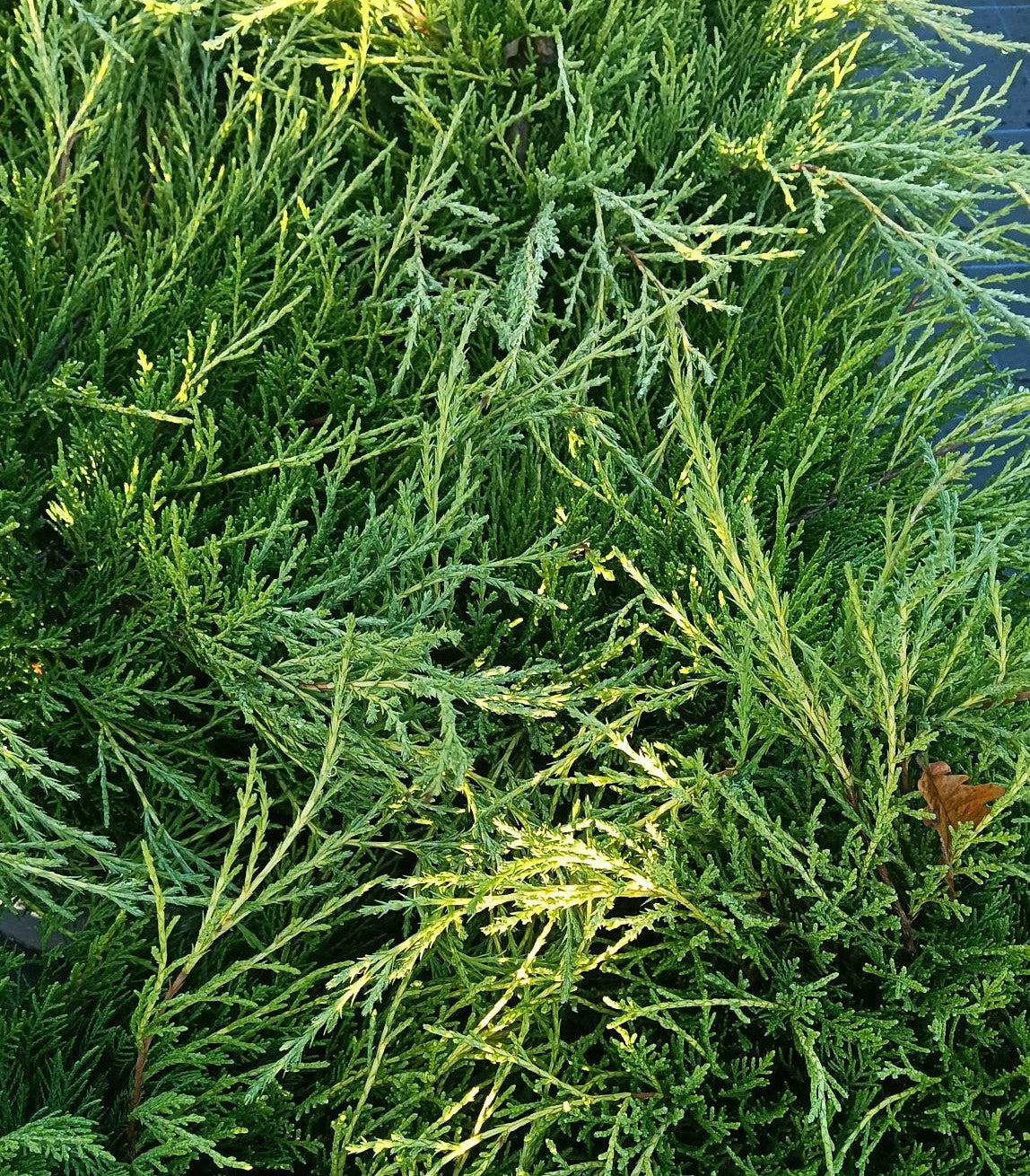 Juniper x pfitzeriana 'Old Gold'-Potted