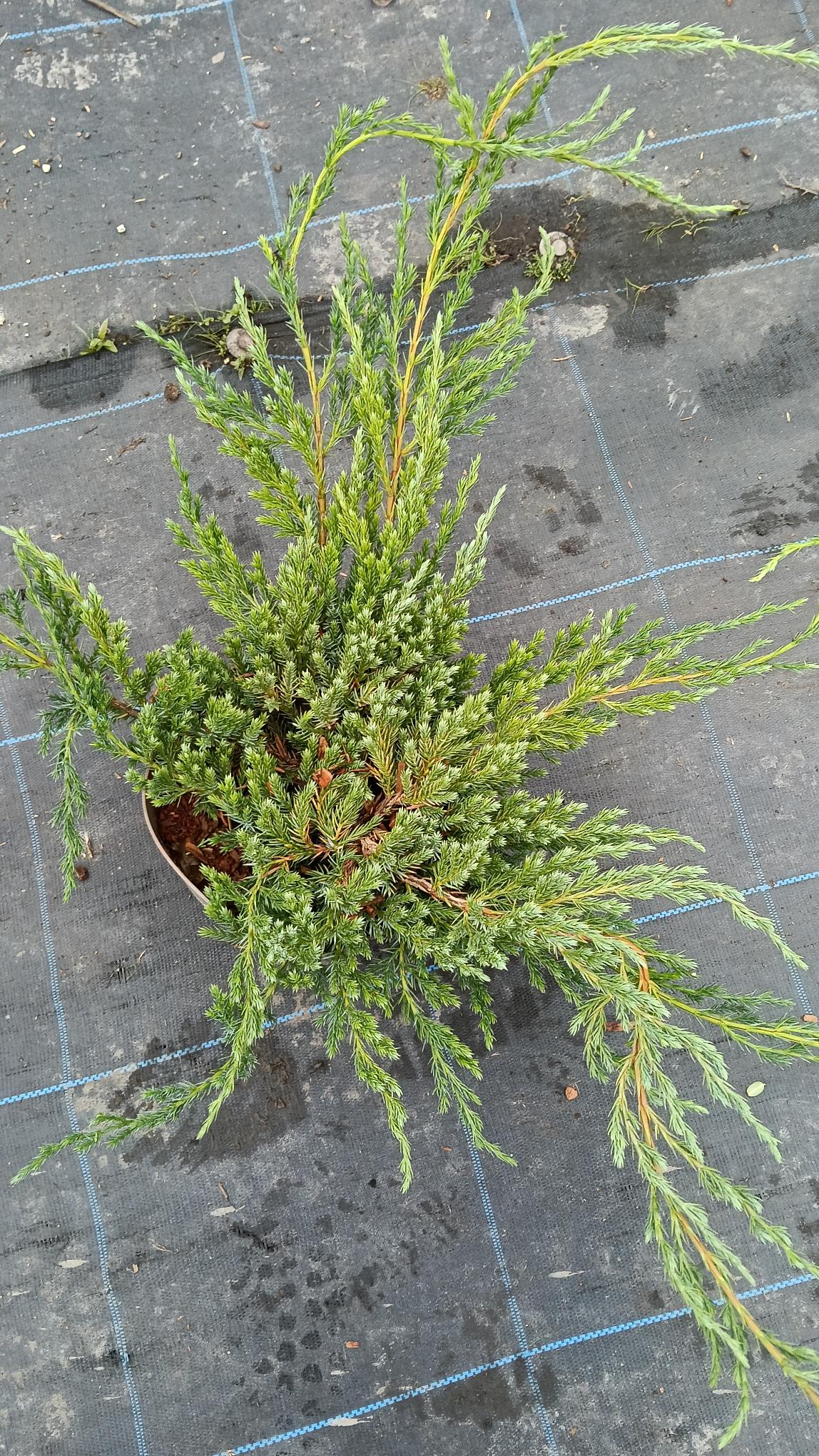 Juniperus squamata 'Blue Carpet' -Potted