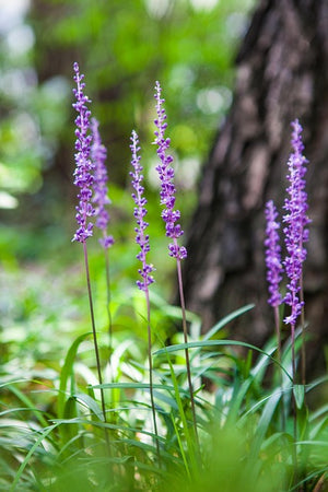 Purple flowers in a natural setting with a blurred tree trunk in the background