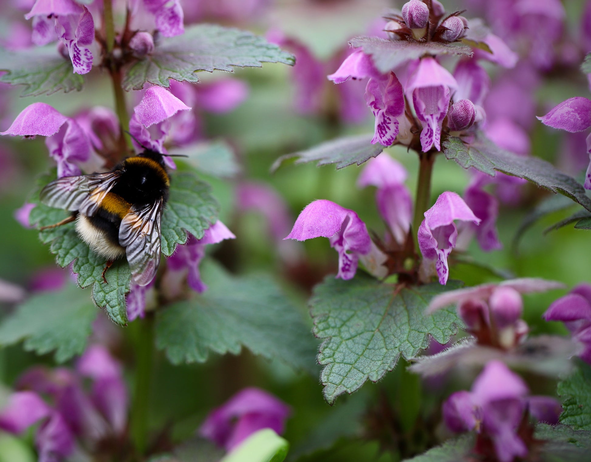 Lamium maculatum