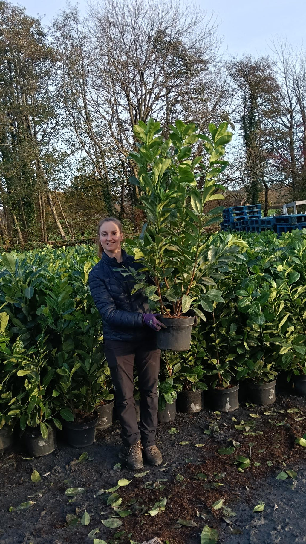 Prunus laurocerasus (Cherry Laurel) - Potted
