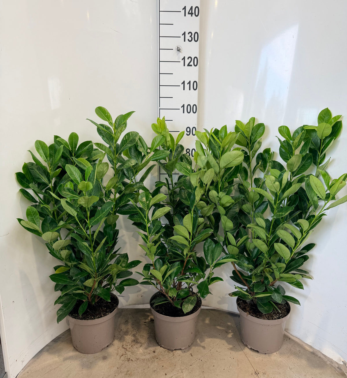 Prunus laurocerasus (Cherry Laurel) - Potted