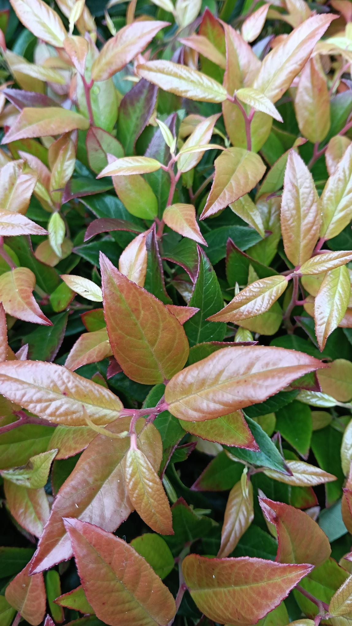 Leucothae fontanesiana 'Zeblid'-12L pot