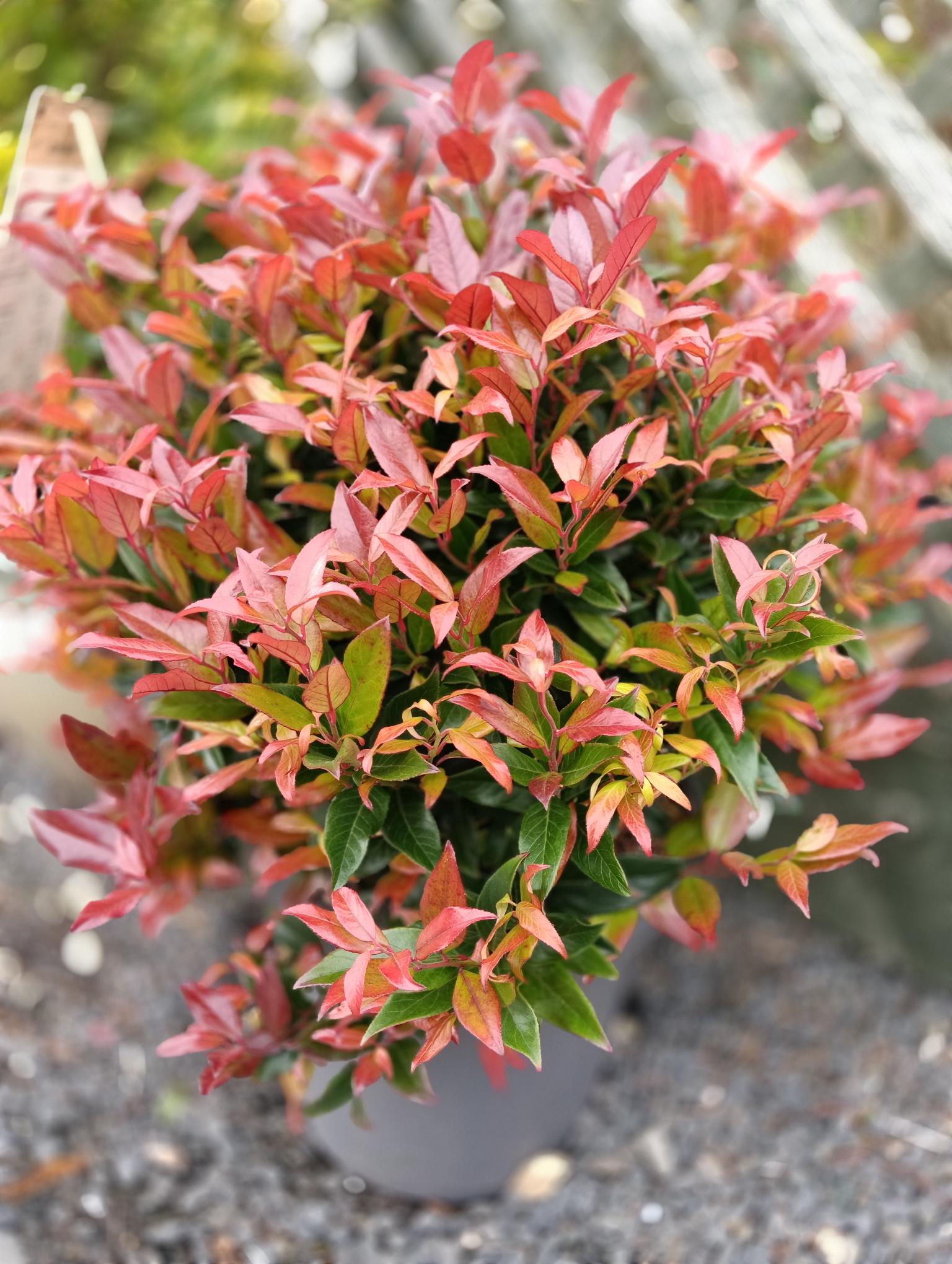 Leucothae fontanesiana 'Zeblid'-12L pot