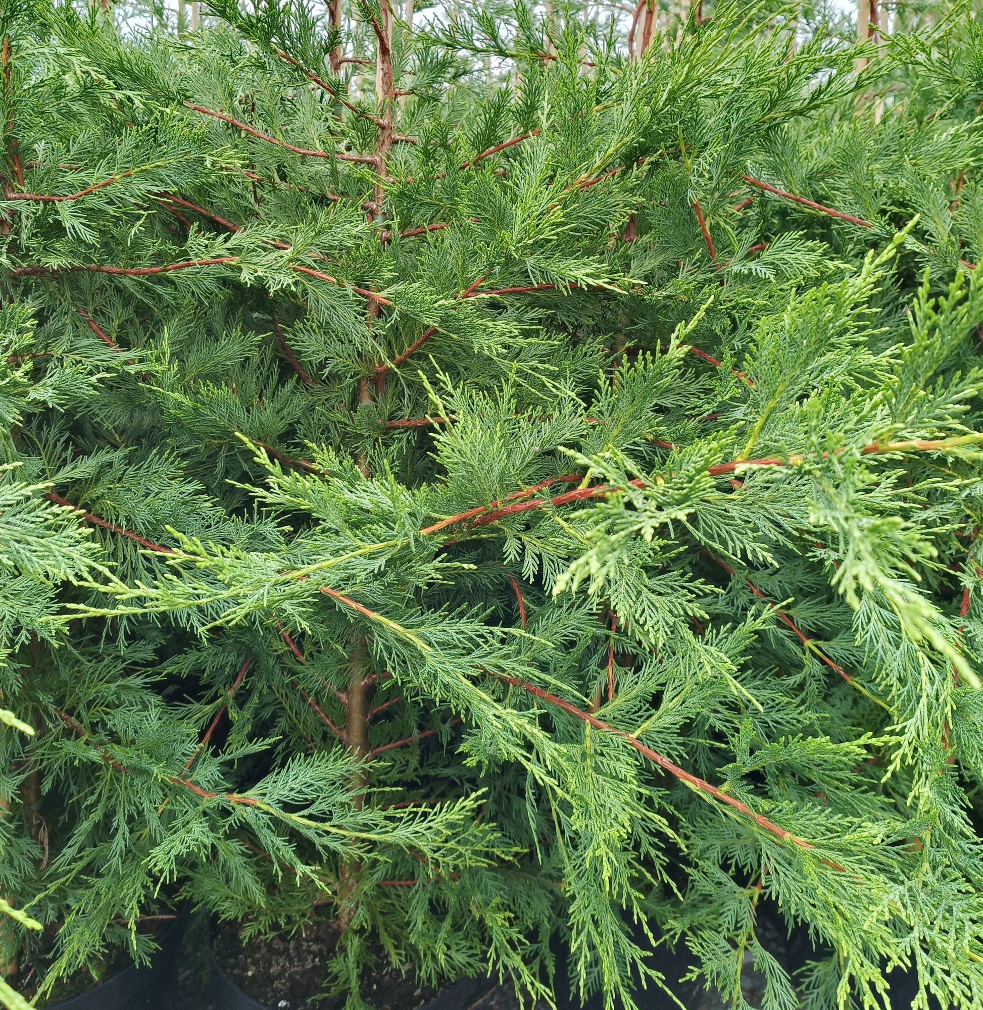 Cupressocyparis leylandii 2L Pallet deal (200 plants) -FREE DELIVERY
