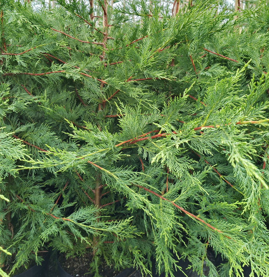 Close-up of a coniferous tree with dense green foliage.