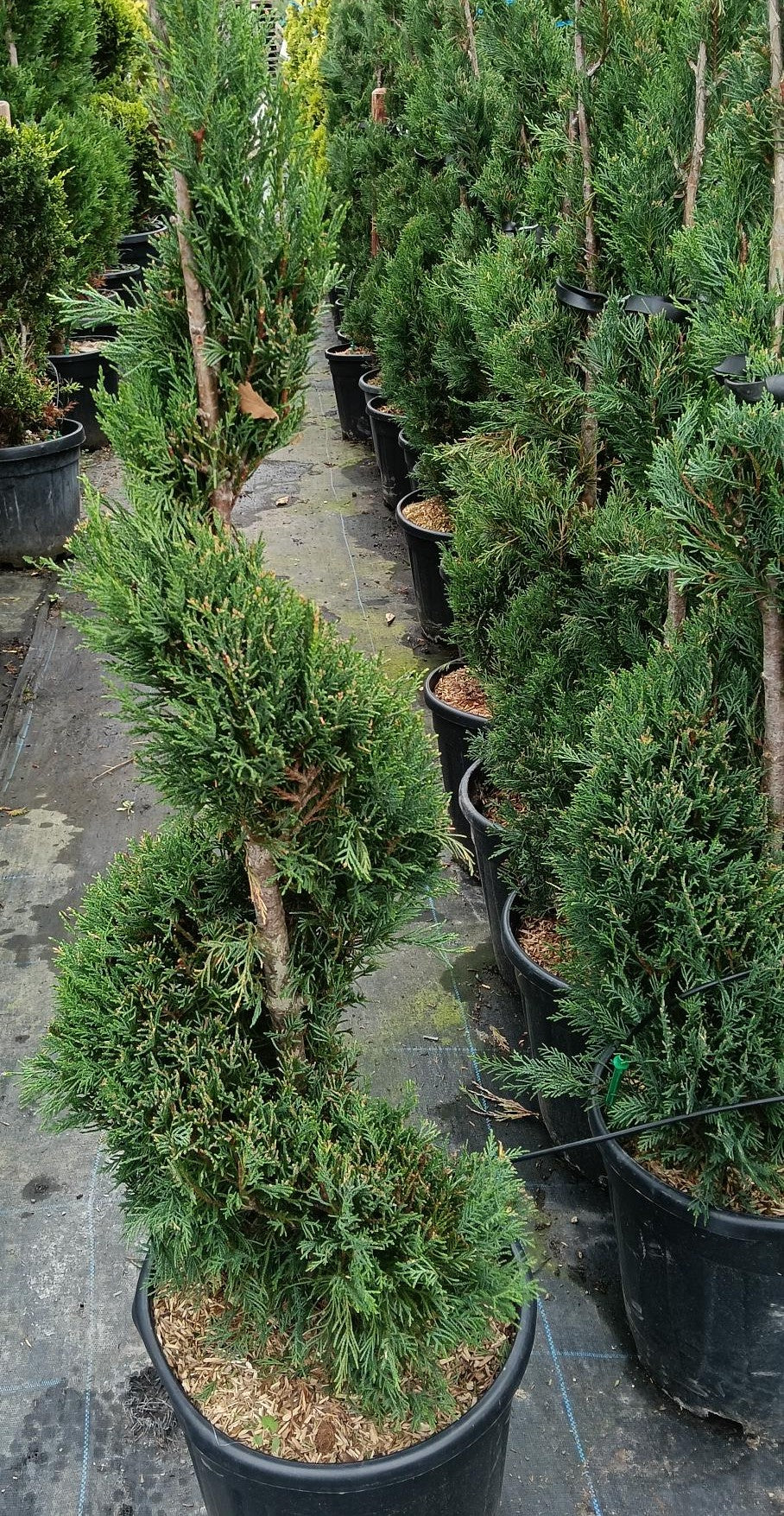 Cupressocyparis leylandii - Spiral - 120-150cm