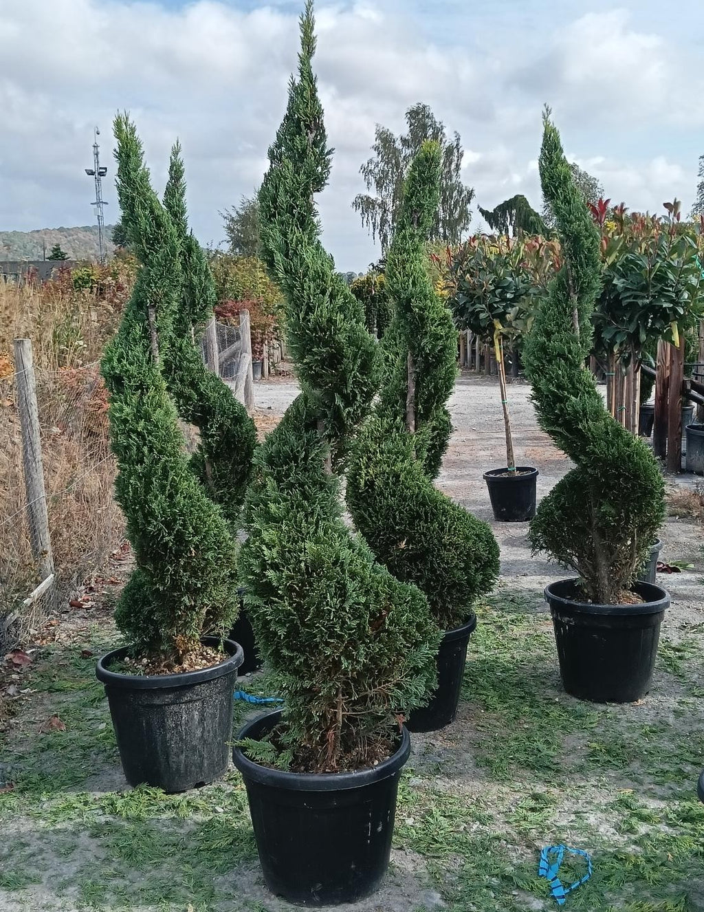 Cupressocyparis leylandii - Spiral - 120-150cm