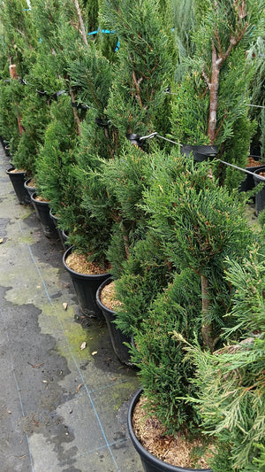 Cupressocyparis leylandii - Spiral - 120-150cm
