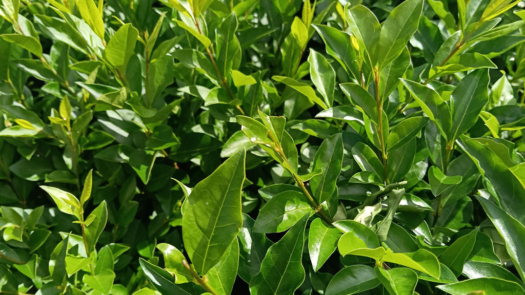 Ligustrum ovalifolium (Privet) - Potted