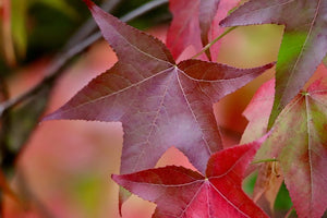 Close-up of red and green leaves with a blurred background