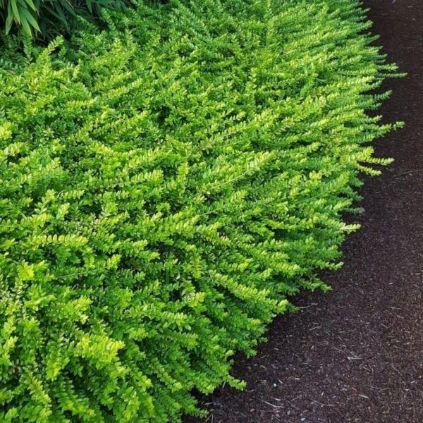 Lonicera 'Maigrun' (Evergreen ground cover shrub)